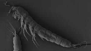 Attēlu rezultāti vaicājumam “Copepoda”