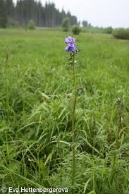 Attēlu rezultāti vaicājumam “Polemonium caeruleum fruit”