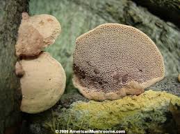 Attēlu rezultāti vaicājumam “Hapalopilus nidulans”