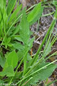 Attēlu rezultāti vaicājumam “Knautia arvensis leaf”