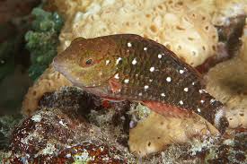 Image result for Sparisoma viride