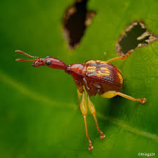 Attēlu rezultāti vaicājumam “Attelabidae”