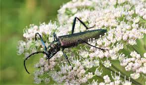 Attēlu rezultāti vaicājumam “Aromia moschata”