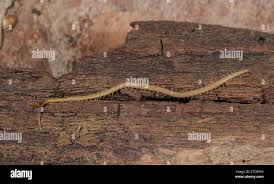 Attēlu rezultāti vaicājumam “Geophilidae”