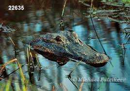 Image result for Alligator mississippiensis