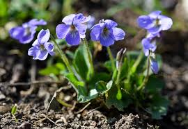 Attēlu rezultāti vaicājumam “Viola collina”