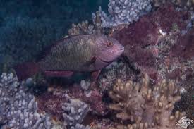 Image result for Calotomus carolinus