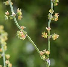 Attēlu rezultāti vaicājumam “Rumex acetosa bud”