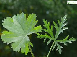 Attēlu rezultāti vaicājumam “Malva moschata alba leaf”