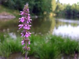 Attēlu rezultāti vaicājumam “Stachys palustris fruit”