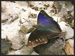Attēlu rezultāti vaicājumam “Erebia ligea underside”