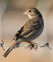 Image result for Emberiza calandra