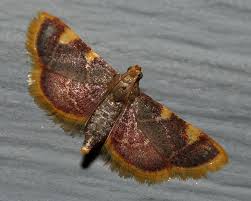 Attēlu rezultāti vaicājumam “Hypsopygia costalis”