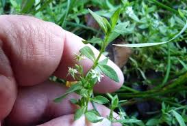 Attēlu rezultāti vaicājumam “Stellaria uliginosa”