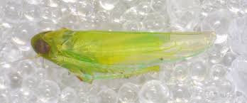 Attēlu rezultāti vaicājumam “Empoasca sp.”