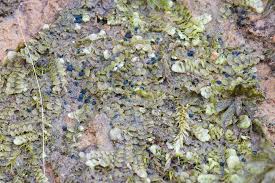 Attēlu rezultāti vaicājumam “Mniaecia jungermanniae”