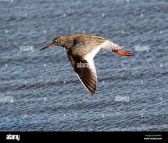 Attēlu rezultāti vaicājumam “Tringa totanus”