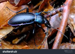 Attēlu rezultāti vaicājumam “Carabus glabratus”