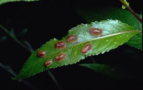 Attēlu rezultāti vaicājumam “Pontania proxima”