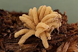 Attēlu rezultāti vaicājumam “Heterotrichia obvelata (syn. Arcyria obvelata) young”