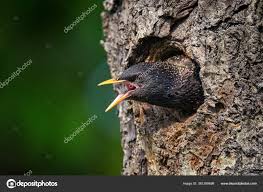 Attēlu rezultāti vaicājumam “Sturnus vulgaris nest”