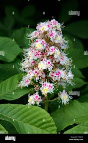 Attēlu rezultāti vaicājumam “Aesculus hippocastanum flower”
