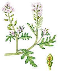 Attēlu rezultāti vaicājumam “Cakile maritima subsp. baltica leaf”