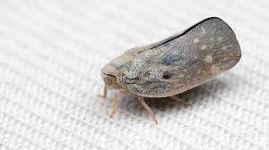 Attēlu rezultāti vaicājumam “Aphrophoridae imago”