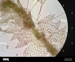 Attēlu rezultāti vaicājumam “Harpanthus scutatus”