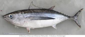 Image result for Thunnus alalunga
