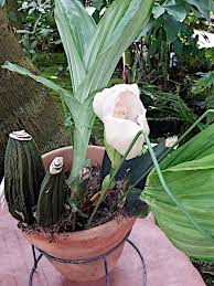 Attēlu rezultāti vaicājumam “Plantago uniflora flower”