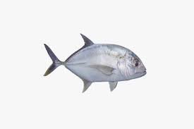 Image result for Caranx ignobilis
