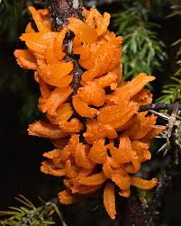 Attēlu rezultāti vaicājumam “Gymnosporangium sp.”