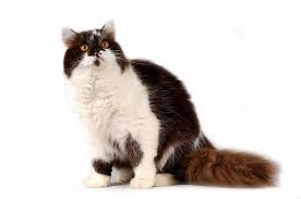 Attēlu rezultāti vaicājumam “Felis silvestris catus adult”