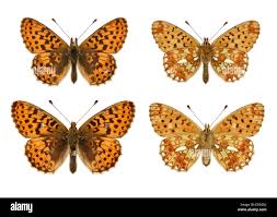 Attēlu rezultāti vaicājumam “Clossiana euphrosyne upperside”