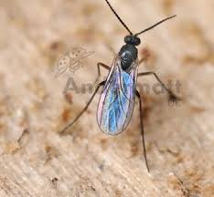 Attēlu rezultāti vaicājumam “Sciaridae”