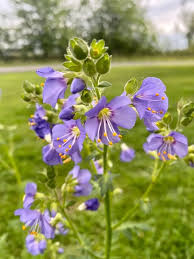 Attēlu rezultāti vaicājumam “Chaerophyllum aromaticum fruit”