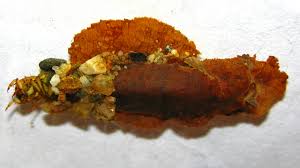 Attēlu rezultāti vaicājumam “Potamophylax”