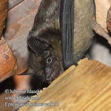 Attēlu rezultāti vaicājumam “Eptesicus serotinus”