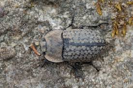 Attēlu rezultāti vaicājumam “Opatrum sabulosum”