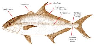 Image result for Seriola rivoliana