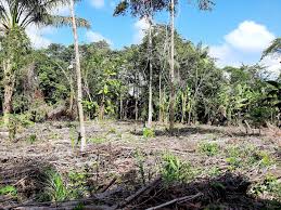 Image result for mars trees