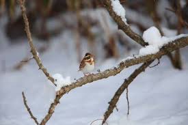 Image result for Emberiza rustica