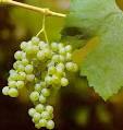 fiano