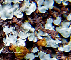 Attēlu rezultāti vaicājumam “Comatricha pulchella spores”