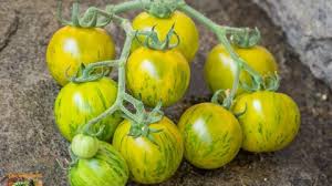 Afbeeldingsresultaat voor grubbs mystery green tomato