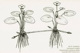 Attēlu rezultāti vaicājumam “Hydrocharis morsus-ranae fruit”