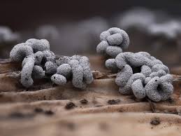 Attēlu rezultāti vaicājumam “Physarum pezizoideum macro”