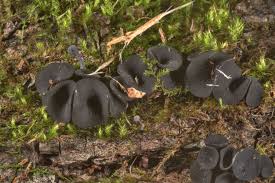 Attēlu rezultāti vaicājumam “Holwaya mucida”