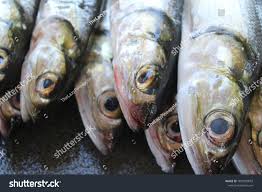 Image result for Elops saurus